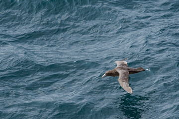 Obraz premium Southern Giant Petrel (Macronectes giganteus) in South Atlantic Ocean, Southern Ocean, Antarctica