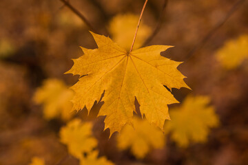 Autumn leaves and blurred foliage . Fall background.