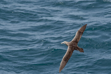 Southern Giant Petrel (Macronectes giganteus) in South Atlantic Ocean, Southern Ocean, Antarctica