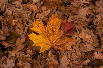 Autumn leaves and blurred foliage . Fall background.