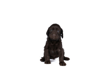 Czech pointer dog or Bohemian wire dog named Cesky fousek eight - week puppy isolated on white