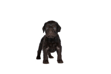 Czech pointer dog or Bohemian wire dog named Cesky fousek eight - week puppy isolated on white
