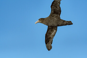 Southern Giant Petrel (Macronectes giganteus) in South Atlantic Ocean, Southern Ocean, Antarctica