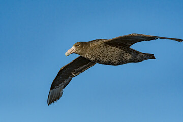 Southern Giant Petrel (Macronectes giganteus) in South Atlantic Ocean, Southern Ocean, Antarctica