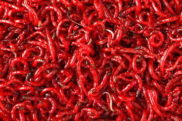 bloodworm  close-up. Macro shooting. nozzle for fishing.