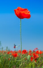 Red poppy flowers in a field