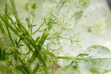 flowers and leaves in the ice