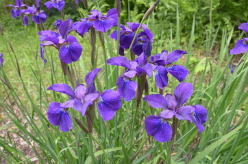 Blue Siberian Iris