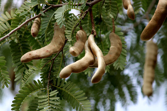 Closeup view of Tamarind (Tamarindus indica).