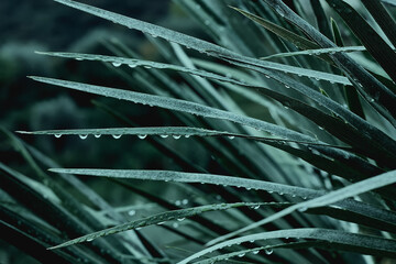 Beautiful foliage in dark green color. Droplets of water on tropical palm leaf closeup. Nature...