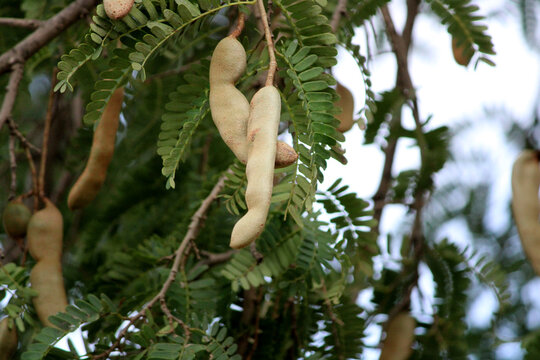 Closeup view of Tamarind (Tamarindus indica).