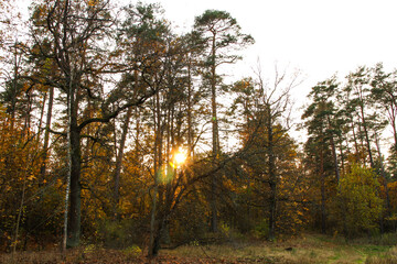 Sun at sunset in the forest in autumn.