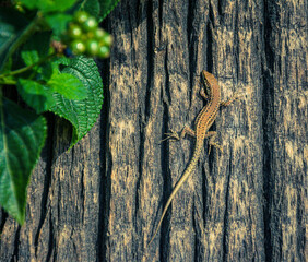 a small colourful lizard taking in the morning sun on a tree trunk.