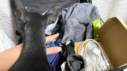 海外旅行 スーツケースの中の荷物を整理中。覗き込んで邪魔をする黒い犬