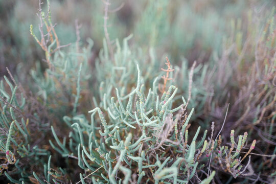 Closeup shot of a cladonia lichen grass growing in a filed