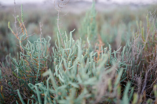 Closeup shot of a cladonia lichen grass growing in a filed