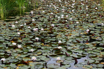lilies in the pond