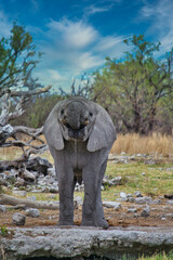 Fototapeta na wymiar Front view of young and juvenile African elephant drinking from a waterhole
