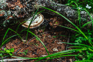 Large white polypore grows on fallen birch tree. White tinder fungus on tree trunk among rich forest vegetation close-up. Fomes fomentarius on bark among green grasses. Nature background with polypore