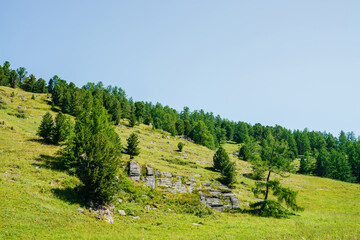 Fototapeta na wymiar Wonderful view to beautiful green hill slope with coniferous trees and rocks under clear blue sky. Vivid alpine landscape with mountainside with conifer forest in sunny day. Hillside with greenery.