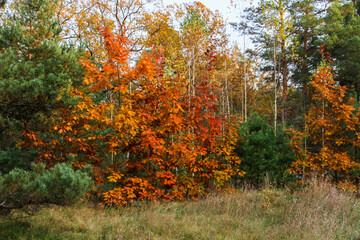 Beautiful trees in the forest with yellow and red leaves. Beautiful autumn forest.