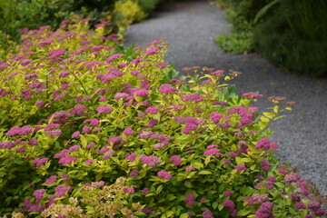 Obraz premium Pink flowers along the path