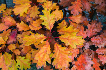 Beautiful red and yellow oak leaves lie on the ground. The view from the top.