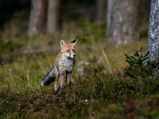 Close-up portrait of a red fox in a dynamic pose in its natural habitat. Vulpes vulpes
