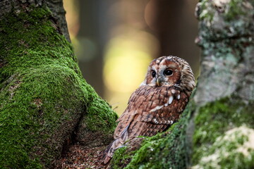 Close-up portrait of a beautiful owl on a colorful background of an autumn forest. Tawny Owl, Strix aluco.