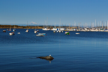 Oak Bay marina Victoria and Mount Baker Washington