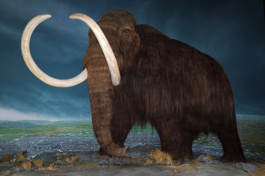 Wooly Mammoth at Royal British Columbia Museum