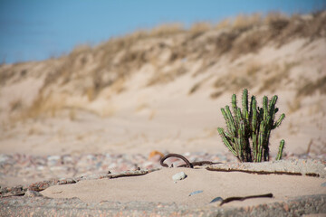 Cactus on the shore of the Baltic Sea.