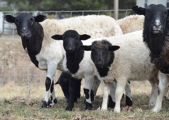 4 white sheep with black faces