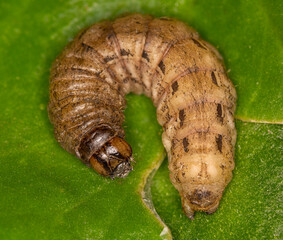 Macrophotographie d'une chenille - Le Hibou (Noctua pronuba)