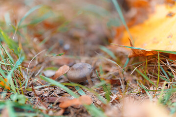 closeup of small mushroom and yellow maple leaves in autumn city park, beautiful nature