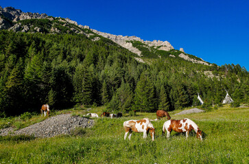 Fototapeta na wymiar Le Val d'Escreins Vars (Hautes-Alpes) Queyras Park