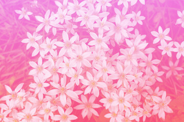 a meadow white flowers, pink toned photo