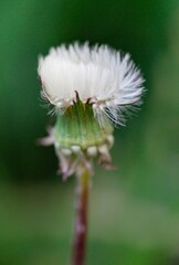 Dandelion blowball