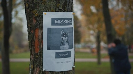 The man has lost his best friend a husky puppy. The owner posts an ad banner about the missing dog on the trees in the park. Missing pet banner. Dog search reward. Stole a pet. Lost Siberian Husky