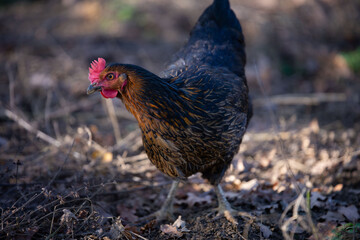 Une Poule élevé en plein air