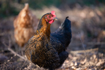 Une Poule élevé en plein air