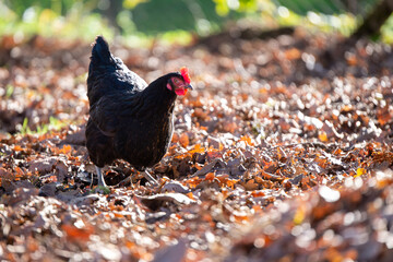Une Poule élevé en plein air