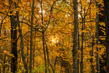 Sun at sunset in the forest in autumn.