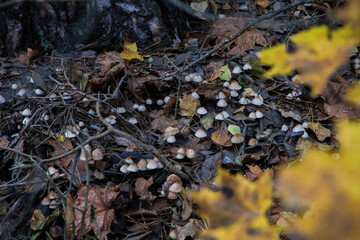 Many small mushrooms in the forest in autumn.