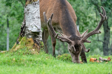 The red deer (Cervus elaphus)