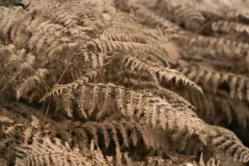 Dry fern leaves, beautiful neutral and natural background in trendy champagne color. Beige foliage pattern.