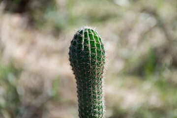 Cactus in nature in the northern land.