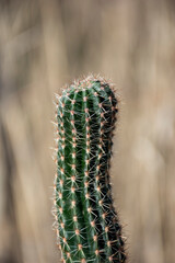 Cactus in nature in the northern land.