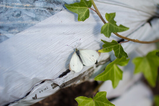 beautiful butterfly with leafs in nature