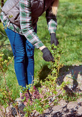 Obraz premium Working in the spring garden.
